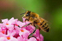 Honeybee (Apis mellifera) on buddleia flower. Hertfordshire, England, UK, July.