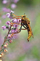 Hornet Robberfly (Asilus crabroniformis) on ling heather (Calluna vulgaris) West Sussex, England, UK, August.
