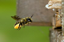 Leaf Cutter Bee (Megachile versicolor) flying back to nest in bamboo tube laden with pollen. London, England, UK, July.