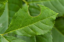 Circular cutout on leaf which the Leaf Cutter Bee (Megachile willughbiella) uses for nesting material. London, England, UK, July.