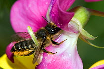 Leaf Cutter Bee (Megachile willugbiella) collecting nectar from wild sweet pea flower. Hertfordshire, England, UK, July.