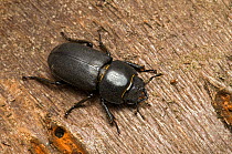 Lesser Stag Beetle (Dorcus parallelipipedus) female on cherry log. Hertfordshire, England, UK, August.