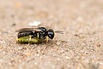 Digger Wasp (Lindenius panzeri) with a chloropid fly, paralysed to feed its larvae. London, England, UK, June.