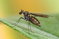 Waterfall fly (Liancalus virens) using rear legs to preen wings. UK, Captive, July.