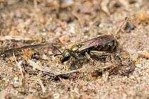 Mining / Sweat Bee (Lasioglossum morio) on soil. London, England, UK, August.