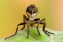Robberfly (Machimus cingulatus) head close up showing large compound eyes. Captive, UK, July.
