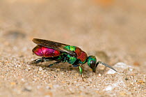 Ruby Tailed Wasp (Hedychrum niemelai / rutilans), a cuckoo wasp that feeds its larvae on the food stored in burrows by other species. London, England, UK, August.