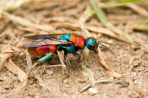 Ruby Tailed Wasp (Hedychrum niemelai / rutilans), a cuckoo wasp that feeds its larvae on the food stored in burrows by other species. London, England, UK, August.