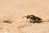 Ruby Tailed Wasp (Hedychrum niemelai / rutilans) approaching the burrow of Cerceris arenaria which it will parasitise with its larvae. London, England, UK, July.