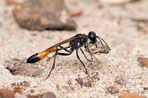 Sand Wasp (Ammophila pubescens) carrying sand while re-excavating burrow. This wasp returns to stock her burrow with more caterpillars as the larvae develop. West Sussex, England, UK, August.