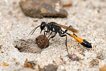 Sand Wasp (Ammophila pubescens) Re-plugging burrow with carefully chosen stone having returned to stock her burrow with more caterpillars and check on her progeny. West Sussex, England, UK, August.