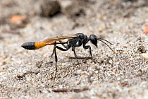 Sand Wasp (Ammophila pubescens) carefully re-covering her burrow with sand to disguise its location. West Sussex, England, UK, August.
