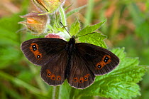 Scotch Argus Butterfly (Erebia aethiops) resting with wings open. Scotland, UK, June.