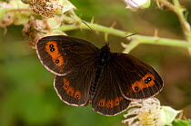 Scotch Argus Butterfly (Erebia aethiops) resting with wings open on bramble (Rubus fruticosus). Scotland, UK, June.