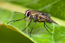 Tachinid Fly (Prosena siberita), usually found in sandy areas where its larvae parasatise Euchlora beetles. Bedfordshire, England, UK, July.