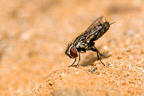 Satellite fly (Metopia sp.) waiting for Cerceris wasps which it will attempt to lay egg on. Surrey, England, UK, July.