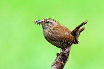 Wren (Troglodytes troglodytes) perched with beak full of insects to feed young. Hertfordshire, England, UK, July.