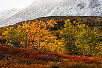 Autumnal Birch (Betula sp) trees with snow covered mountain slopes behind, Rondane National Park, Oppland, Norway, September 2004