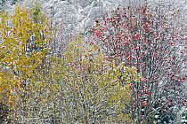 Trees with berries in snow covered forest, Klaebu, Sor-Trondelag, Norway, November