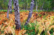 Ostrich ferns growing in Birch (Betula sp) forest, Reisa National Park, Nordreisa, Troms, Norway, August 2006