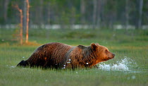 Brown bear (Ursus arctos) walking through wet area, Finland, June
