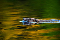 Eurasian beaver (Castor fiber) swimming, Telemark, Norway, June