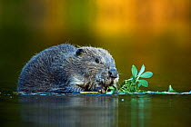 Eurasian beaver (Castor fiber) feeding on willow leaves in water, Telemark, Norway, July