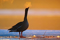 Bean goose (Anser fabalis) standing on ice with breath showing in cold air at sunrise, Pasvik, Finnmark, Norway, May 2005