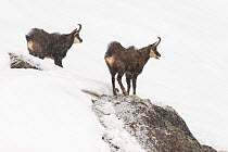 Two Chamois (Rupicapra rupicapra) in snow, one calling, Gran Paradiso National Park, Italy, November