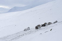 Muskox (Ovibus moschatus) herd covered in snow, Dovrefjell-Sunndalsfjella National Park, Sor-Trondelag, Norway, March