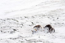 Two Muskoxen (Ovibus moschatus) lying covered in snow, Dovrefjell-Sunndalsfjella National Park, Sor-Trondelag, Norway, March