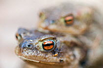 Pair of Common european toads (Bufo bufo) mating, Bergslagen, Sweden, April