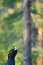 Male Capercaillie (Tetrao urogallus) calling whilst displaying, Bergslagen, Sweden, April