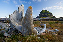 Whale bone with the Traenstaven on Sanna behind, Traena, Helgeland, Nordland, Norway, July 2009