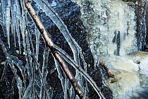 Ice-covered birch twig, Klaebu, Sor-Trondelag, Norway, November 2009