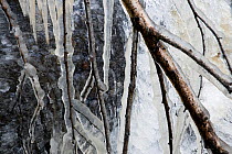 Birch branches covered in ice near a waterfall, Klaebu, Sor-Trondelag, Norway, November 2009