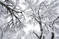 Mountain birch (Betula pubescens) trees canopy  covered in snow, Vauldalen, Sor-Trondelag, Norway, December 2004