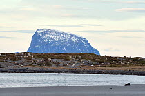 Domestic reindeers on winter grazing field on Tomma with Lovund Island in the distance, Helgeland, Nordland, Norway, January 2010