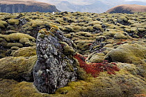 Arctic fox (Vulpes / Alopex lagopus) in distance sitting in moss-covered lava field, white winter coat, Eldhraun, Iceland, April 2010