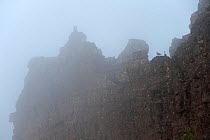 Two Greylag geese (Anser anser) on rock formation in mist, Thingvellir National Park, Iceland, May 2010