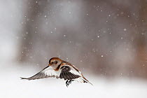 Snow bunting (Plectrophenax nivalis) in flight in snow, Myvatn, Iceland, March 2011