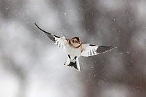 Snow bunting (Plectrophenax nivalis) in flight in snow, Myvatn, Iceland, March
