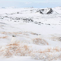 Two Rock ptarmigans (Lagopus muta) in winter plumage sitting in snow, Leirhnjukur, with volcanic crater in the background, Iceland, March