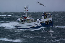Fishing trawler 'Harvester' operating in difficult conditions on the North Sea, Europe, December 2011. Property released.