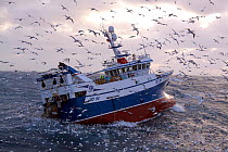 Fishing vessel 'Harvester' winching her catch onboard amid a group of hungry seabirds. North Sea, Europe, December 2011. Property released.