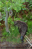 Eurasian beaver (Castor fiber) on bank, Telemark, Norway, June
