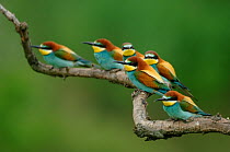 European bee eaters (Merops apiaster) perched on branch, Pusztaszer, Hungary, May