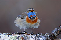 Male Bluethroat (Luscinia svecica) singing on a birch tree with feathers blowing in wind, Vauldalen, Sor-Trondelag, Norway, May