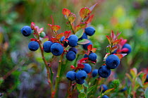 Bilberry (Vaccinium myrtillus) berries, Finnmark, Norway, August