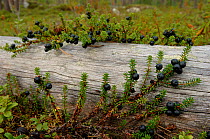 Crowberry (Empetrum nigrum) with ripe berries growing around fallen tree trunk, Ovre-Pasvik National Park, Finnmark, Norway, August